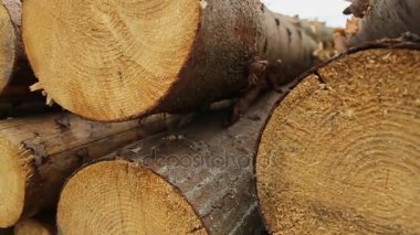 Kereste fabrikası. Günlüğe kaydeder. Yakın çekim.