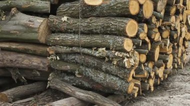 Kereste fabrikası. Günlükleri dünya üzerinde yatıyordu
