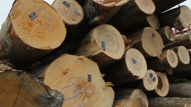 Sawmill. Logs. Close-up. — Stock Video