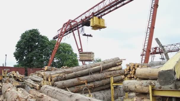 Sågverk. Kranen bär loggar. — Stockvideo