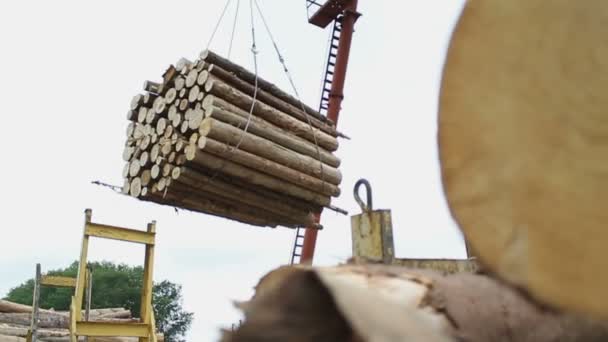 Sawmill. The crane carries logs. — Stock Video