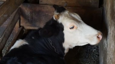 İnek yalanlar... Yakın çekim.