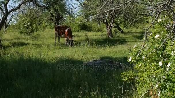 Cow grazing in a meadow — Stock Video