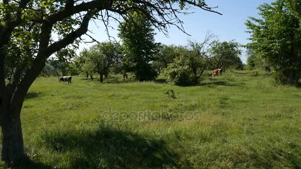 Vaca a pastar num prado. Pessoas — Vídeo de Stock