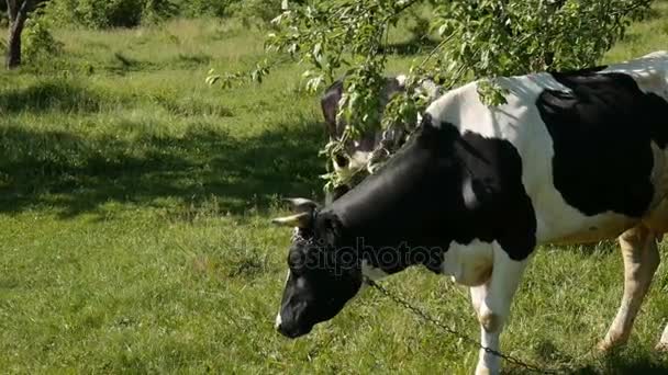 Mucche che pascolano in un prato. Primo piano — Video Stock