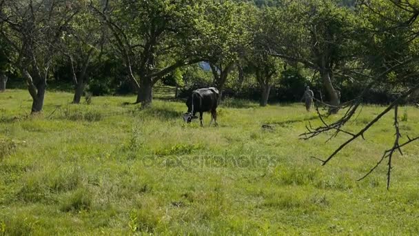 牛在草地上吃草。人 — 图库视频影像
