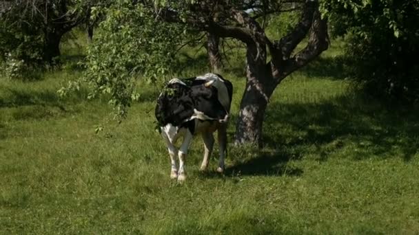 Корова пасущаяся на лугу — стоковое видео