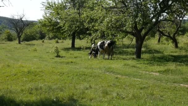 Коровы пасутся на лугу — стоковое видео