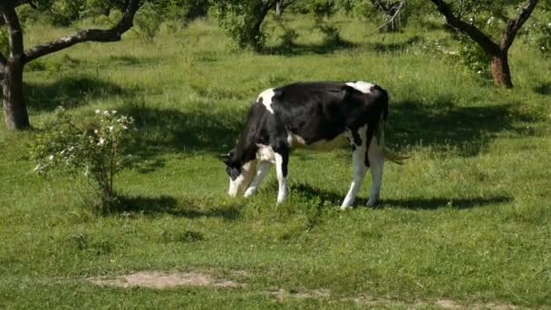 Çayırda otlayan inek. — Stok video