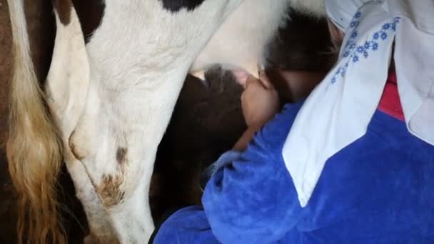 Eine Frau beim Melken einer Kuh. Nahaufnahme. — Stockvideo