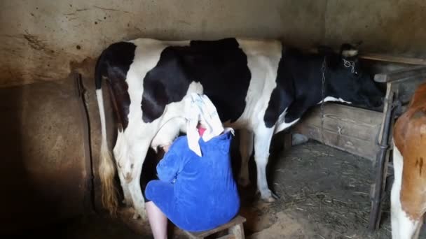 Uma mulher ordenhando uma vaca — Vídeo de Stock