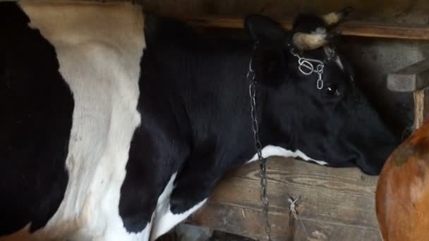 A tehén. Közeli kép:. — Stock videók