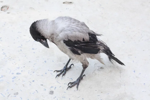 En jackdaw stående på gatan och tittar på tassarna — Stockfoto