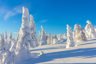 parlak güneşli bir dağ yamacındaki ağaçlar karla kaplı