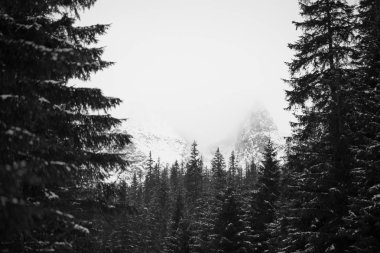 Dağlar - Zakopane kış - tek renkli