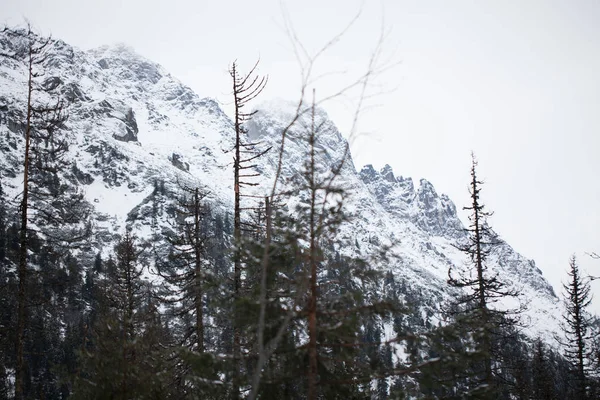 Montagnes - Zakopane en hiver - monochrome — Photo