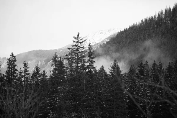 Hegyek - Zakopane télen - fekete-fehér — Stock Fotó