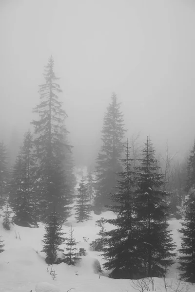 Las montañas - Zakopane en invierno - monocromo —  Fotos de Stock