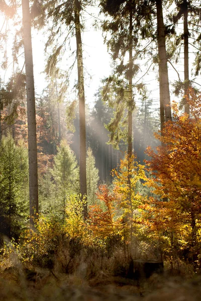 Autumn in the forest — Stock Photo, Image