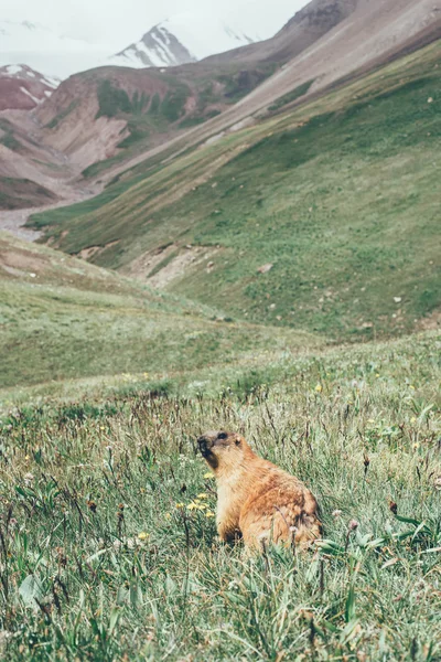 Marmot perro en las montañas — Foto de Stock
