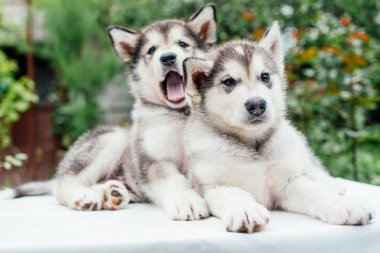 bahçede oynarken alaskan malamute kukla