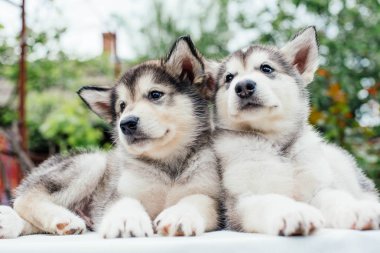 bahçede oynarken alaskan malamute kukla