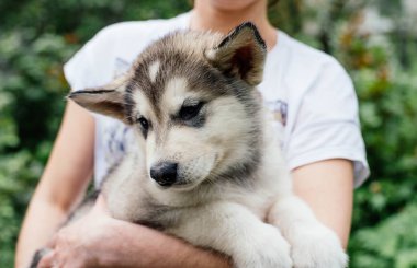 küçük şirin alaskan malamute köpek yavrusu 