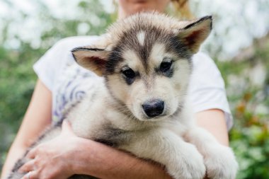 küçük şirin alaskan malamute köpek yavrusu 
