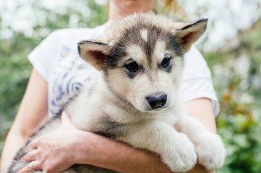 küçük şirin alaskan malamute köpek yavrusu 