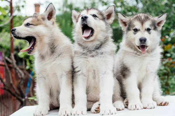 Alaskan malamute hundvalp leker i trädgården — Stockfoto