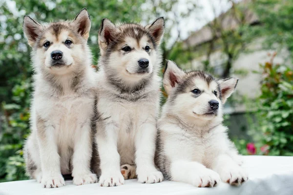 Alaskan malamute hundvalp leker i trädgården — Stockfoto