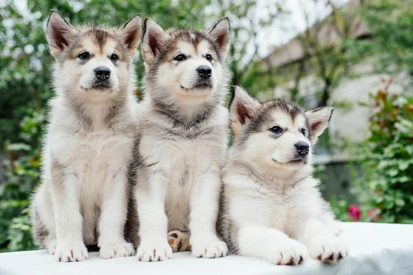 bahçede oynarken alaskan malamute kukla