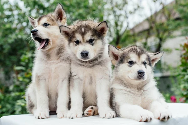 Alaskan malamute hundvalp leker i trädgården — Stockfoto