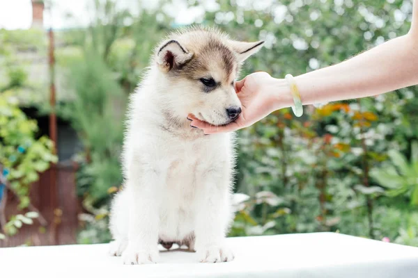 Pequeno filhote de cachorro malamute bonito alasca — Fotografia de Stock