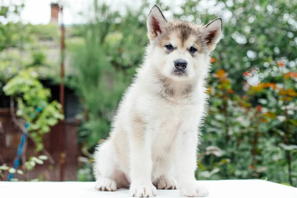 Kis aranyos Alaszka malamute kiskutya — Stock Fotó