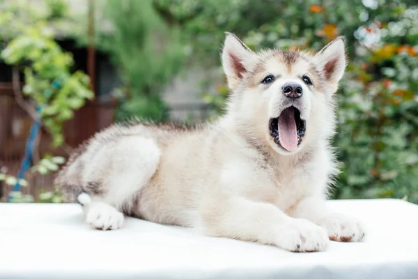 Pequeno filhote de cachorro malamute bonito alasca — Fotografia de Stock