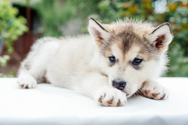 Liten söt alaskan malamute hundvalp — Stockfoto