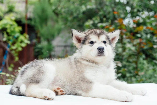 Pequeño lindo alaskan malamute cachorro —  Fotos de Stock