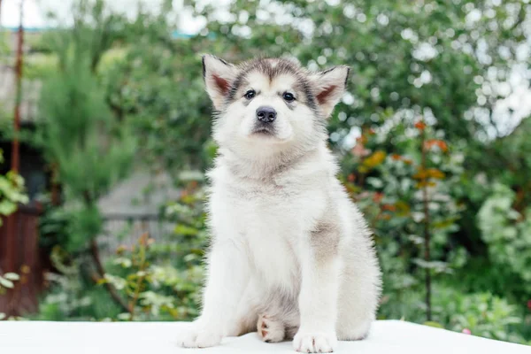 Pequeno filhote de cachorro malamute bonito alasca — Fotografia de Stock