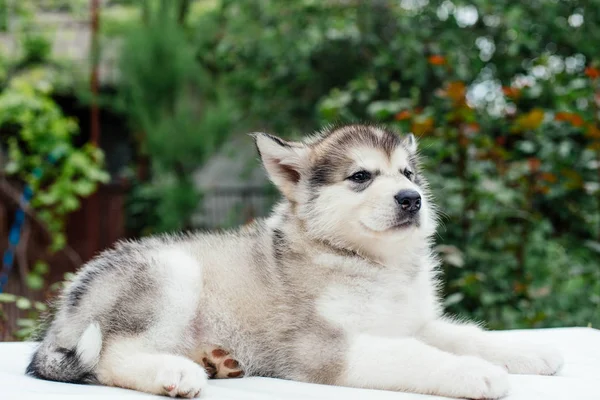 Liten söt alaskan malamute hundvalp — Stockfoto