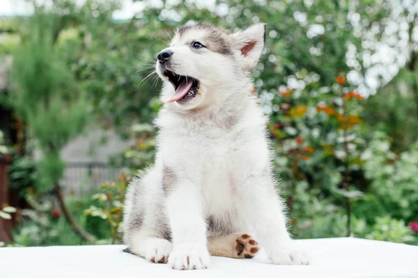 Kis aranyos Alaszka malamute kiskutya — Stock Fotó