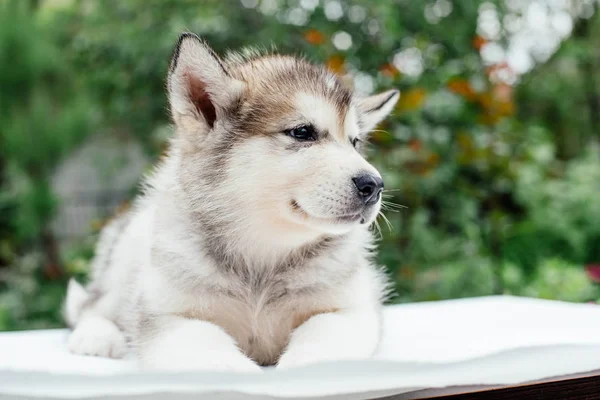 Μικρό χαριτωμένο Αλάσκα malamute κουτάβι — Φωτογραφία Αρχείου