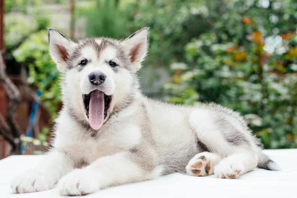 Małe słodkie alaskan malamute szczeniak — Zdjęcie stockowe