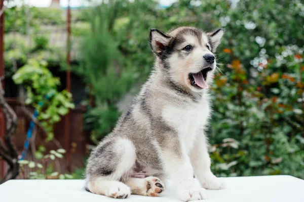 Pequeno filhote de cachorro malamute bonito alasca — Fotografia de Stock