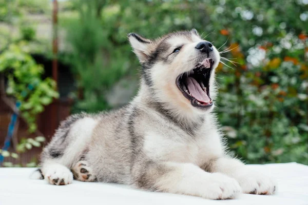 Kleine schattige alaskan malamute pup — Stockfoto