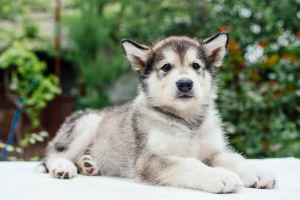 Liten söt alaskan malamute hundvalp — Stockfoto