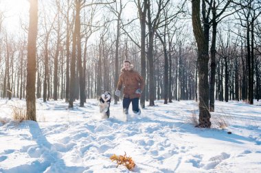 Sibirya husky köpek karlı Park ile oynarken adam