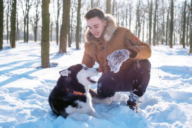 Sibirya husky köpek karlı Park ile oynarken adam