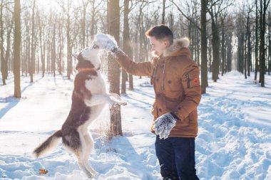 Sibirya husky köpek karlı Park ile oynarken adam