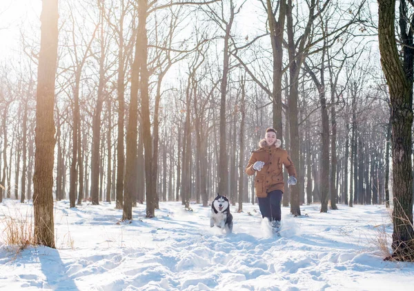 Mies leikkii siderian husky koira luminen puisto — kuvapankkivalokuva